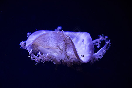 水下Jellyfish珊瑚条纹海蜇蓝色生物伞形宠物小丑铃铛游泳图片