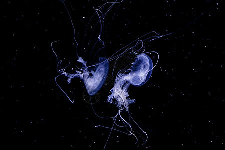 水下Jellyfish异国条纹海洋生物水族馆情调荒野触须动物生物蓝色图片