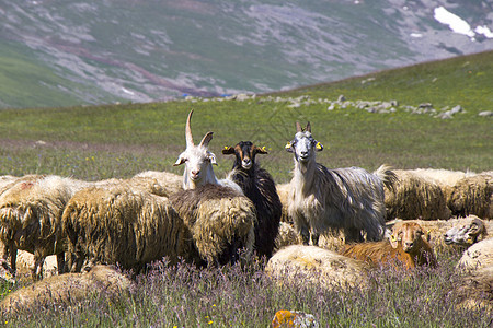 山谷里的羊羊和山羊 家畜生活 山地的农场草地蓝色晴天场地耳朵羊毛动物农田牧场哺乳动物图片