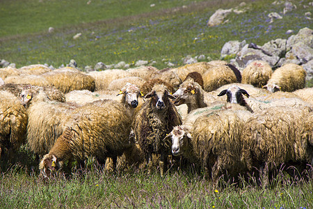 山谷里的羊羊和山羊 家畜生活 山地的农场耳朵羊毛牧羊人农业羊肉农村农田动物场地草地图片