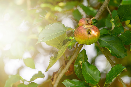 日落时在水果农场的树枝上贴近苹果 新鲜生长环境收成花园园艺食物小吃季节太阳生产图片