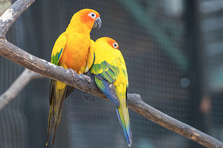 树枝上美丽的美鹦鹉旁的太阳栖息白色橙子翅膀宠物热带鸟类绿色红色养鸟业图片