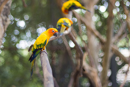树枝上美丽的美鹦鹉旁的太阳荒野绿色野生动物鹦鹉热带鸟类情调白色养鸟业翅膀背景图片