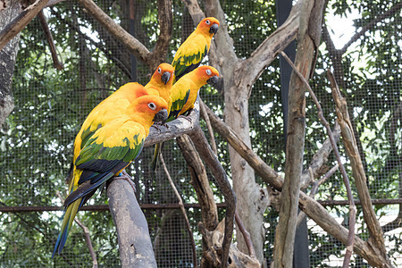 树枝上美丽的美鹦鹉旁的太阳宠物橙子白色羽毛黄色异国鸟类荒野野生动物热带图片
