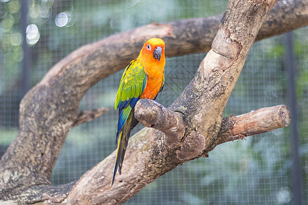 树枝上美丽的美鹦鹉旁的太阳栖息动物群羽毛翅膀荒野热带鹦鹉鸟类红色情调图片