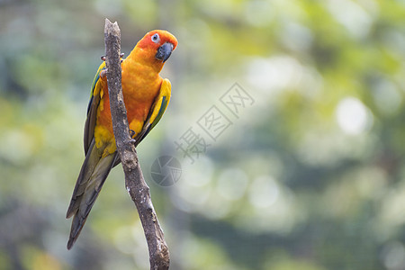 树枝上美丽的美鹦鹉旁的太阳羽毛养鸟业异国红色橙子情调绿色荒野鸟类鹦鹉图片