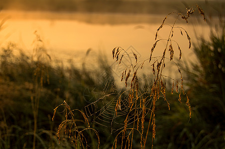 日落时的湖 沿海草和树木 水上的夕阳照亮海滩场景风光橙子假期辉光衬套旅行太阳反射图片