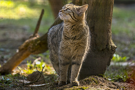 绿季树叶林中的野猫食肉猫科动物猫咪动物小猫濒危危险哺乳动物猎人虎斑图片