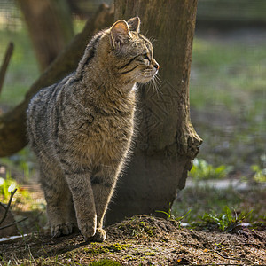 绿季树叶林中的野猫猎人胡须野生动物草地森林虎斑哺乳动物鼻子爪子宠物图片