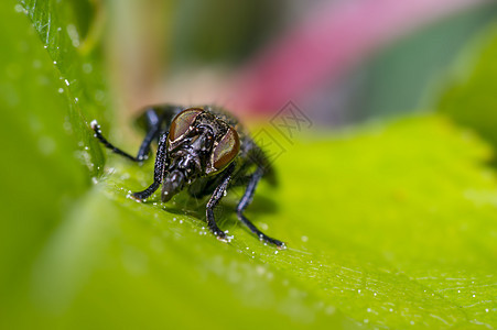 在新鲜季节自然的绿色叶子上苍蝇瓢虫甲虫昆虫宏观身体花园动物热带蜜蜂条纹图片