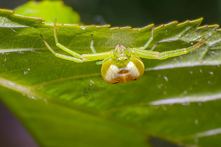 青绿南瓜蜘蛛在新鲜季节的樱桃叶上甲虫宏观野生动物漏洞动物身体动物群蜜蜂花园瓢虫图片