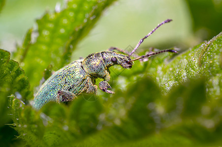 自然季节草地中的绿色金甲虫野生动物昆虫学动物昆虫瓢虫热带花园工作室漏洞森林图片