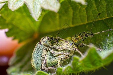 自然季节草地中的绿色金甲虫休息昆虫学工作室植物花园野生动物条纹昆虫森林瓢虫图片