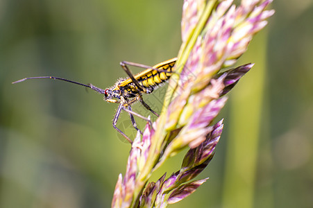 季节草原上草叶上的小小甲虫条纹环境休息植物昆虫学瓢虫动物昆虫野生动物漏洞宏观图片