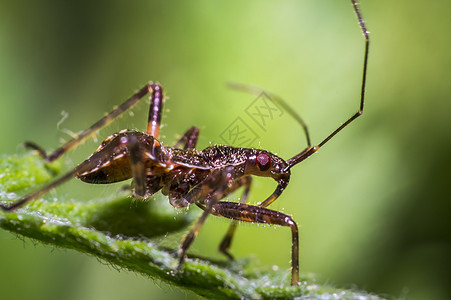自然林绿织物叶上的小幼虫虫工作室条纹甲虫瓢虫昆虫野生动物身体救援热带动物图片
