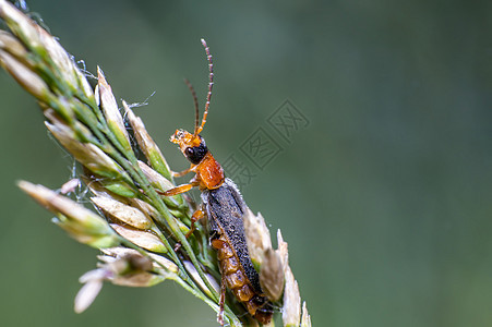 夏日草原上草叶上的红黑柔软甲虫昆虫动物热带野生动物动物群救援环境花园瓢虫昆虫学图片