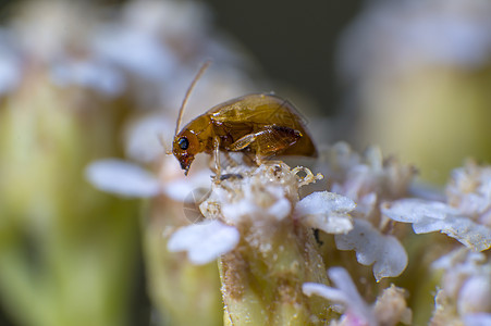 白花上的小虫子花园条纹荒野眼睛动物蜜蜂雏菊野生动物宏观紫色图片