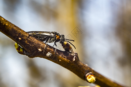 春季三月在树上飞生物学动物学蜜蜂微距花瓣天线灵活性花粉动物叶子图片