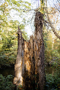 被植物环绕 以森林为背景的破碎树干的内部内部太阳树干苔藓日志公园叶子木材树桩木头气氛图片