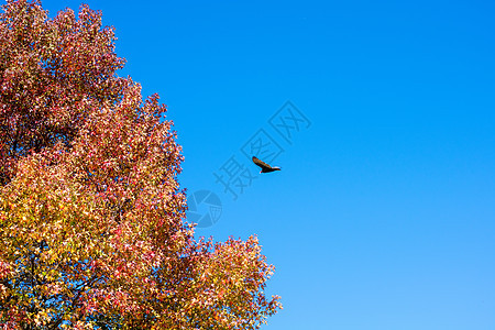 一个土耳其秃鹫飞过清蓝天空 紧靠一个奥兰图片