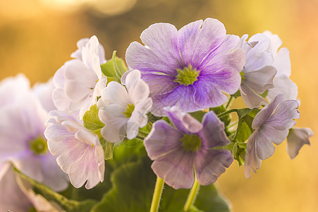 在我季节花园的春花 青春鲜花晴天藏红花紫色问候花朵植物紫丁香背景明信片宏观图片