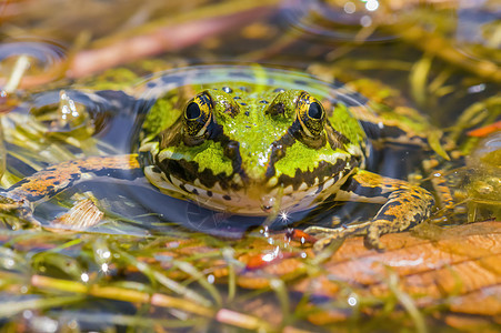 池塘中的滑青蛙宏观生态摄影野生动物动物眼睛荒野叶子生物学皮肤背景图片