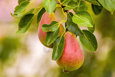 在季节性花园的一棵树上 种着美味多汁的梨子团体营养甜点饮食食物健康饮食叶子收成季节青梨图片