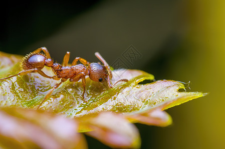 一个小蚂蚁昆虫 在草原上的植物上翅膀叶子瓢虫眼睛生物学蜘蛛野生动物女士季节荒野图片