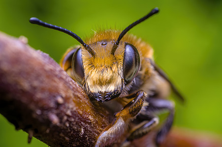 a 小蜜蜂昆虫在草原上的植物上动物女士季节危险甲虫瓢虫翅膀漏洞野生动物害虫图片