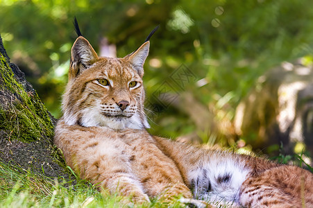 一个野林子藏在森林里生物猫科动物食肉哺乳动物晶须动物群荒野毛皮野猫图片