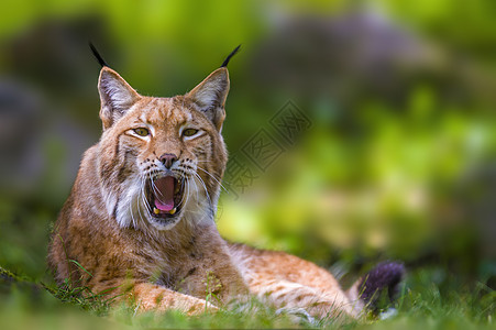 一个野林子藏在森林里猫科毛皮大猫野生动物眼睛猎人捕食者生物动物荒野图片