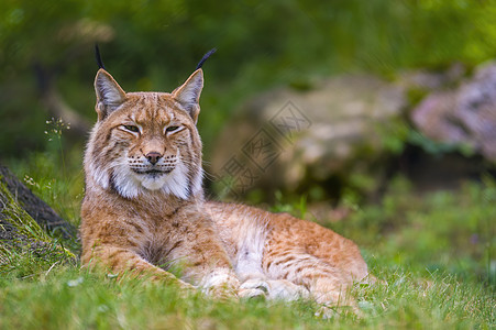 一个野林子藏在森林里眼睛野生动物捕食者荒野哺乳动物猎人猫科毛皮危险大猫图片