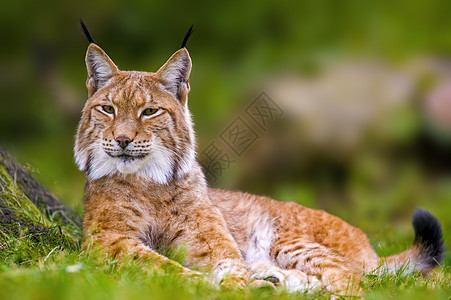 一个野林子藏在森林里危险眼睛荒野哺乳动物动物群猎人生物大猫毛皮捕食者图片