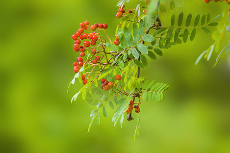 山灰中含的果实季节公园衬套浆果花园植物橙子生长药品食物图片