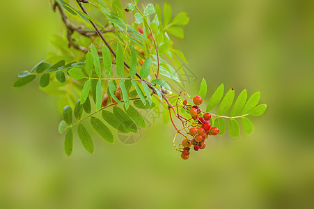 山灰中含的果实公园叶子植物群植物团体季节衬套橙子药品浆果图片