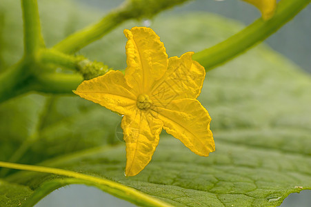 季节性园圃植物上的新绿黄瓜养分园艺叶子饮食农场花园食物收成蔬菜健康饮食图片