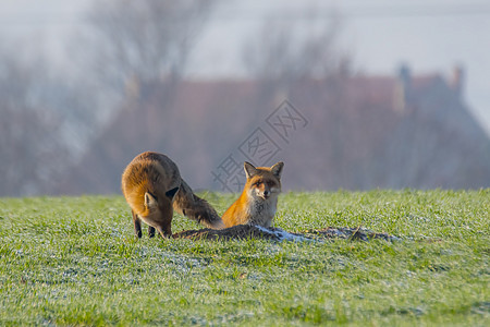 与说明相同场地野生动物家庭捕食者红狐警报狐狸青少年橙子日光图片