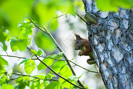 红松鼠在树上吃坚果图片