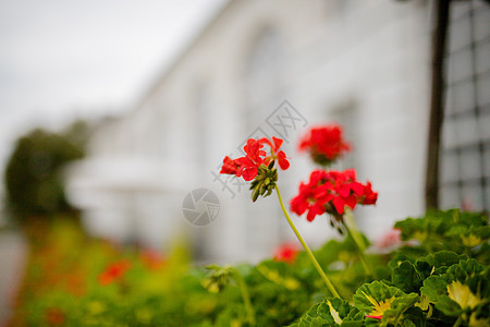 以白建筑为背景的布什红花风景图片