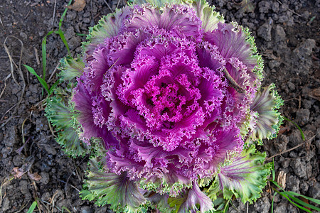 花园中的Brassica油彩色白菜花椰菜图片