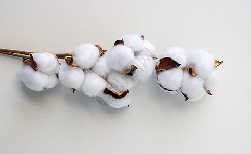 白色背景的美丽的白棉花 Cotton 分支枝条乡村柔软度农场纤维植物学农业胶囊生长纺织品图片