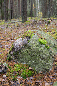 秋天森林绿苔覆盖的大块大石头图片