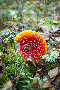 秋天的森林中飘浮着芳香 毒橙苍蝇花生蘑菇图片