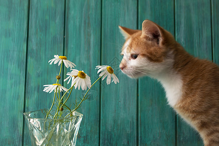 闻着白色野生菊花或甘油花的红小猫图片