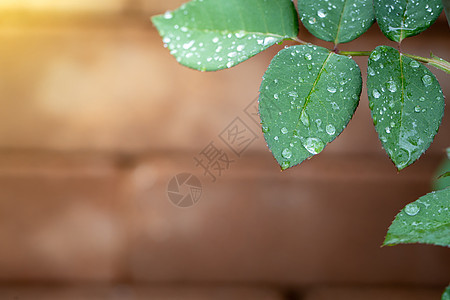 在花园的阳光下特写绿叶 自然黑色叶子生态晴天美丽植物群绿色背景树叶生长太阳图片