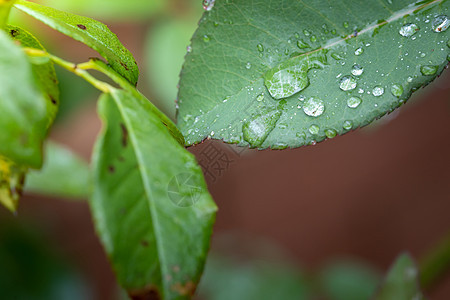 在花园的阳光下特写绿叶 自然黑色美丽背景树叶绿色季节生态植物植物群太阳生长图片