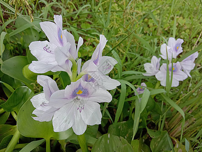 紫紫色和白色的花场地植物绿色自然叶子花盆洋甘菊红色雏菊季节图片