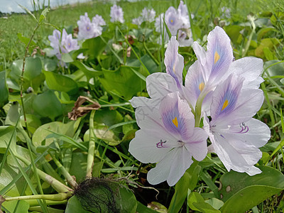 紫紫色和白色的花叶子雏菊植物群农场花瓣橙子花盆美景自然红色图片