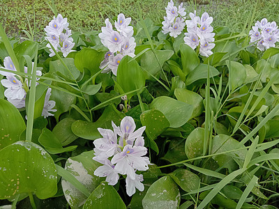 紫紫色和白色的花花瓣花盆叶子场地绿色洋甘菊植物红色自然粉色图片