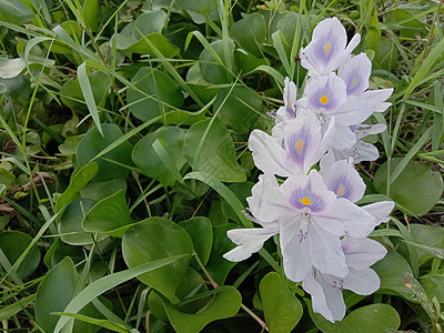 紫紫色和白色的花绿色季节自然植物花园花瓣美景洋甘菊雏菊农场图片